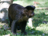 33 Brown Capuchin.jpg