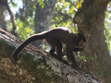 36 Brown Capuchin.jpg