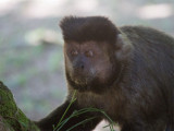 38 Brown Capuchin.jpg