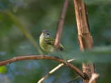 48 Yellow-Olive Flycatcher.jpg