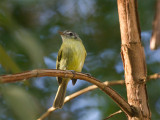 49 Yellow-olive Flycatcher.jpg