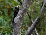 52 Buffy-eared Marmoset.jpg