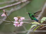 55 Glittering-bellied emerald.jpg