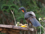 59 Dusky-legged Guan.jpg