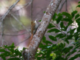 61 Scaled Woodcreeper.jpg