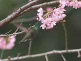 63 Versicolored Hummingbird.jpg