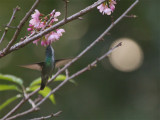 64 Versicolored Hummingbird.jpg