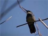 67 White-throated Hummingbird.jpg