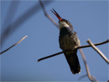 68 White-throated Hummingbird.jpg