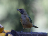74 Burnished-buff Tanager.jpg