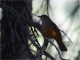 77 Rufous-bellied Thrush.jpg