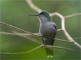 81 Violet-capped Woodnymph.jpg