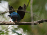 82 Blue manakin.jpg