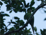 85 White-eyed Parakeet.jpg