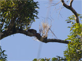 88 White-throated Woodcreeper.jpg