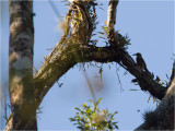 90 White-throated Woodcreeper.jpg