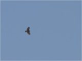 94 Roadside Hawk.jpg