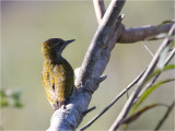 94 Yellow-eared Woodpecker.jpg