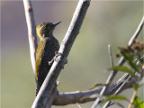 96 Yellow-eared Woodpecker.jpg