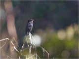 97 Velvety Black-Tyrant.jpg