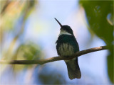 99 White-throated Hummingbird.jpg