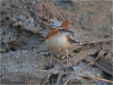 103 Wing-banded Hornero.jpg