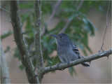 104 Sooretama Slaty-Antshrike.jpg