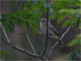 105 Sooretama Slaty-Antshrike.jpg