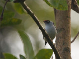 111 Pin-tailed Manakin.jpg