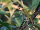 117 Hangnest Tody-Tyrant.jpg