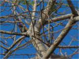 119 White-barred Piculet.jpg