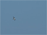 Cabots Tern.jpg