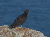 129 Black Vulture.jpg