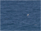 130 Atlantic Yellow-nosed Albatros.jpg