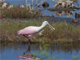 141 Roseate Spoonbill.jpg