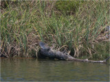 144 Striated Heron.jpg