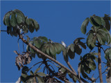 145 White-rumped Monjita.jpg
