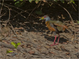 147 Grey-necked Woodrail.jpg