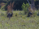 150 Greater Rhea.jpg