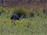 152 Greater Rhea.jpg