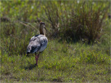153 Buff-necked Ibis.jpg