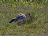 154 Buff-necked Ibis.jpg