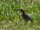 155 Rufescent Tiger Heron.jpg