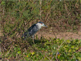 156 Black-crowned Nightheron.jpg