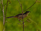 159 Black-capped Donacobius.jpg