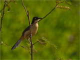 160 Black-capped Donacobius.jpg