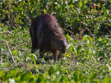 163 Capybara.jpg