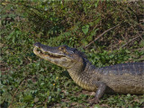 165 Yacare Caiman.jpg
