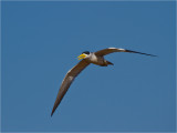 166 Large-billed River Tern.jpg