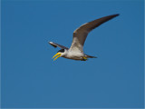 167 Large-billed River Tern.jpg